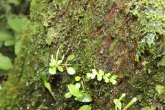 Peperomia tetraphylla